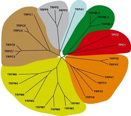 ion-channel